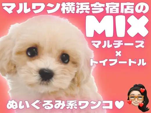 【 MIX マルプー 】マルチーズとトイプードルのMIX！目ヂカラ最強の女の子！