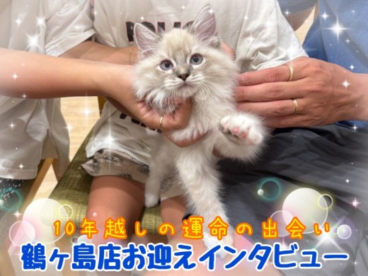 【 お迎えインタビュー 】ご家族で迎えた初めての猫ちゃん