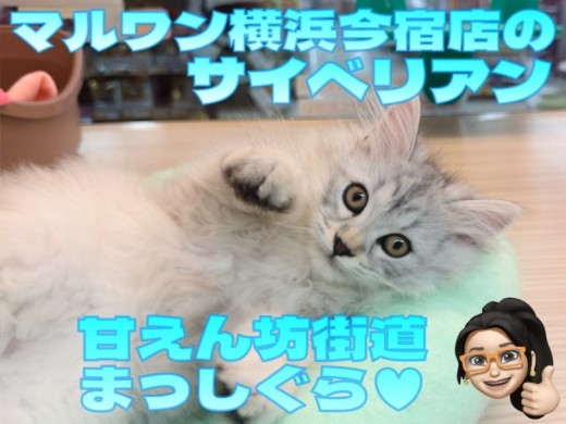 【 サイベリアン 】甘えん坊街道まっしぐら！初心者必見の温厚ニャンコ最新情報！