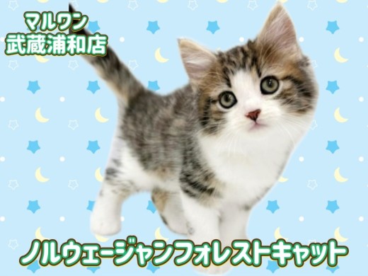 【 ノルウェージャンフォレストキャット 】ブラウンタビーの男の子が埼玉に登場