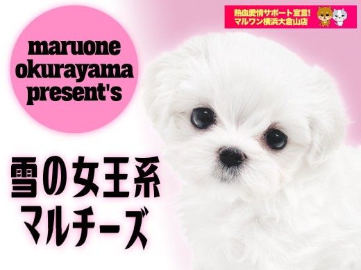 【 マルチーズ 】ホワイトコートを身にまとったアニメ顔の女の子！