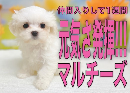 【 マルチーズ 】元気さ発揮！全力で遊んで自分だけの空間で安心して寝る！