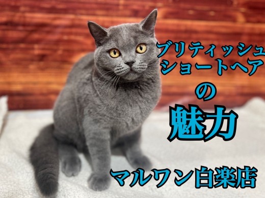 【 ブリティッシュショートヘア 】猫デビューにぴったりおっとり性格の癒し系に注目