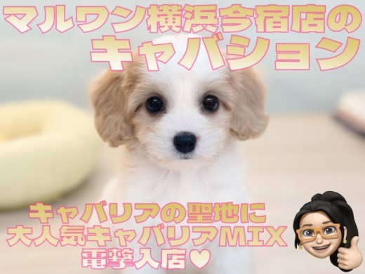 【 キャバション 】キャバリア聖地に大人気キャバリアMIXが電撃入店！