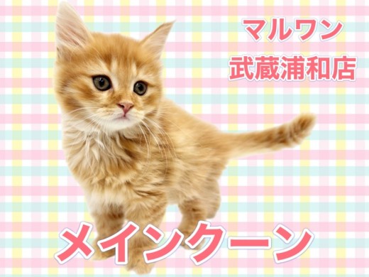 【 メインクーン 】レッドタビーのゴージャスな被毛を持つ優しい性格の女の子