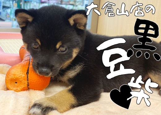 【 豆柴 】遊ぶのダイスキな豆柴ちゃんがお店にきて1週間経過レビュー！