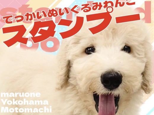 【 スタンダードプードル 】圧倒的存在感なぬいぐるみわんこが横浜元町店に登場！