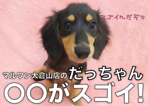 【 ミニチュアダックスフント 】輝きがレベチ!だっちゃんの〇〇がスゴイ!!