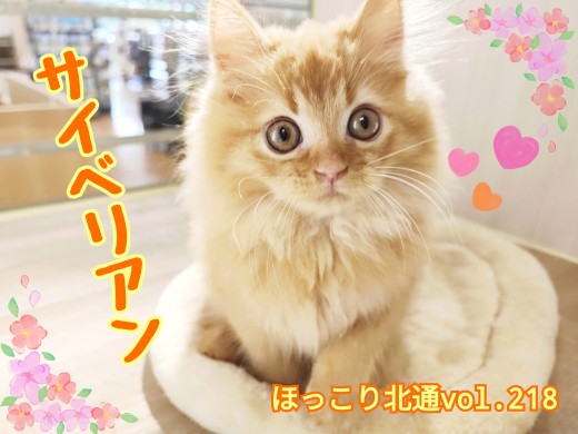 【 ほっこり北通vol.218 】元気いっぱい遊び上手なサイベリアンくん登場!