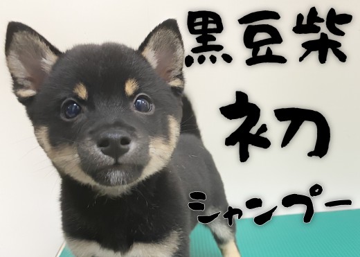 【 豆柴 】初シャンプーに挑戦！ふかふかの被毛は最高の触り心地！