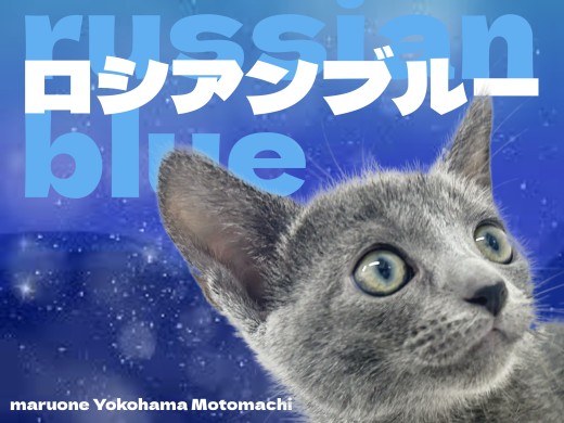 【 ロシアンブルー 】優雅な見た目が魅力的なロシブルちゃんが横浜元町店に登場！