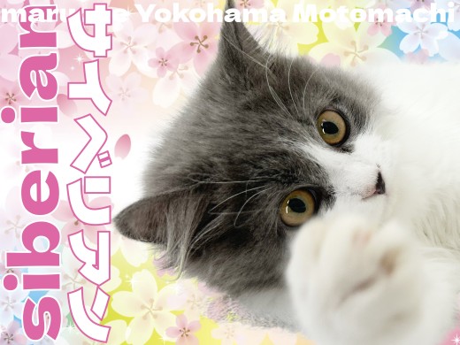 【 サイベリアン 】美しさと愛らしさ！超美猫なルックスを持つサイベちゃん！