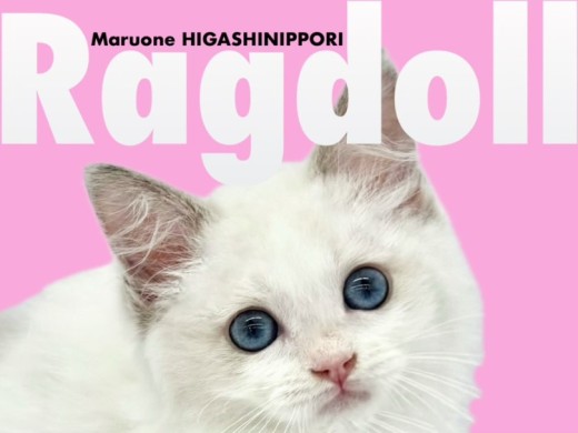 【 ラグドール 】スカイブルーの瞳！慈愛に満ち溢れた蒼瞳の美少女がやってきた！