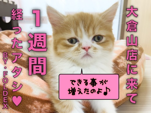 【 フォールデックス 】仲間入りして1週間！リラックスして過ごすフォールちゃん！