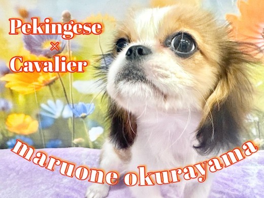 【 MIX 】明日は3回目のワクチン！気合を入れたペキキャバちゃんより一言どうぞ！