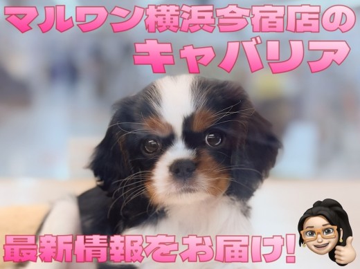 【 キャバリア 】入店から約3週間！どんどん美人に成長中の白黒模様の女の子！