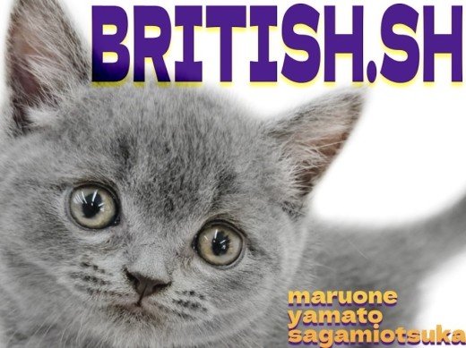 【 ブリティッシュショートヘア 】癒しと賢さを持ち合わせた理想のパートナー！