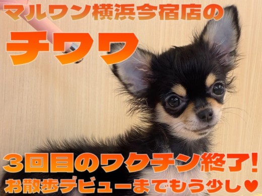 【 チワワ 】3回目ワクチン終了！今日も元気な黒チワワちゃま最新情報をお届け！