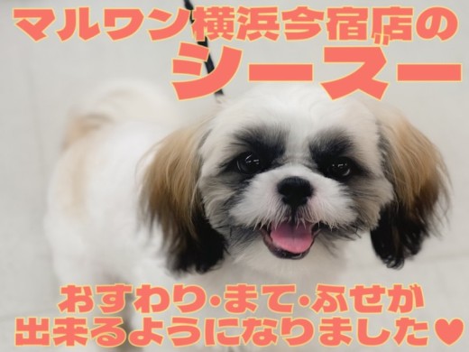 【 シーズー 】3大マナーのおすわり・まて・ふせが出来るようになりました！