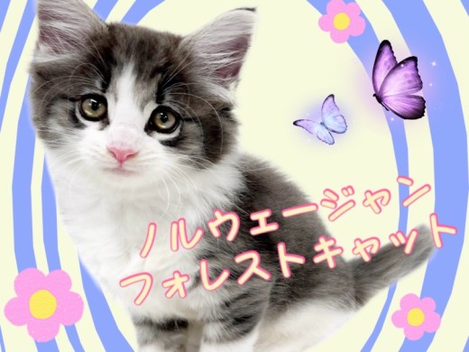 【 ノルウェージャンフォレストキャット 】いつも側にいて幸せを与えてくれる女の子