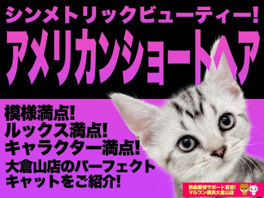 【 アメリカンショートヘア 】美しいシンメトリー！白銀のトライバル模様！