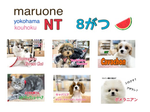 【 ブログリスト 】マルワン横浜 港北NT店8月のブログ記事まとめ