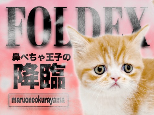 【 フォールデックス 】独特な表情がクセになる可愛さと魅惑のマシュマロボディ！