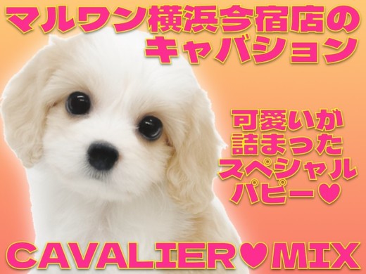 【 キャバション 】奇跡のブレナムスポットを持つ甘え上手な女の子！