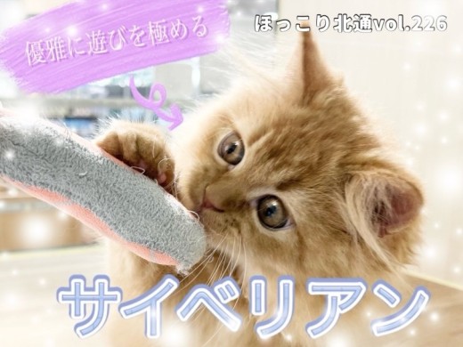 【 ほっこり北通vol.226 】遊ぶ姿は至福のきらめきサイベリアン!