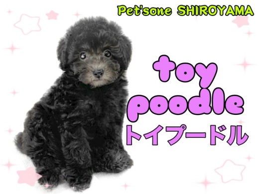 【 トイプードル 】外見も性格も理想的！シルバーカラーのトイプーちゃん
