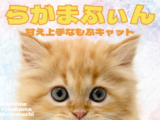 【 ラガマフィン 】癒し系な美形ラガちゃんが横浜元町店に登場です！