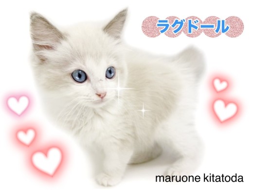 【 ラグドール 】まるでぬいぐるみ猫！甘えん坊すぎてゴロゴロが止まらない！