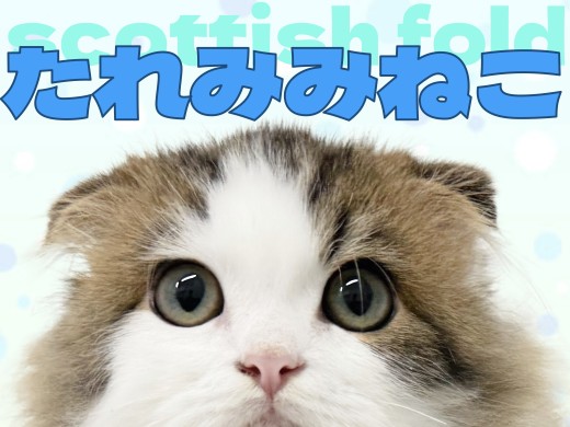 【 スコティッシュフォールド 】横浜元町にいる大きな瞳のたれみみスコちゃん！