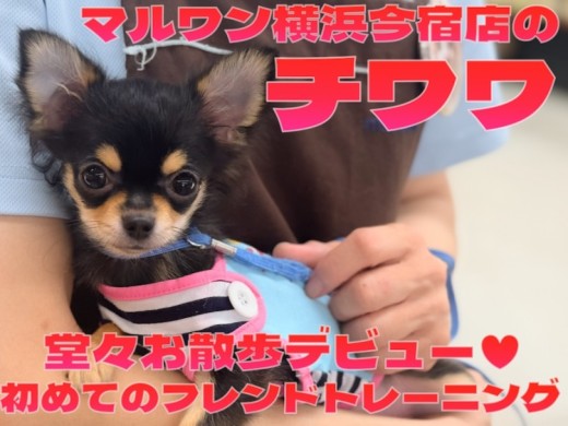 【 チワワ 】お散歩デビュー記念！初めてのフレンドトレーニングに密着！