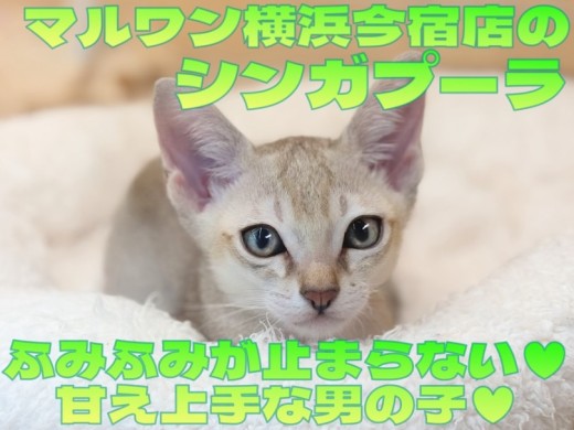【 シンガプーラ 】抱っこも好きな甘えん坊にゃんこ加速中！ふみふみ動画を大公開！