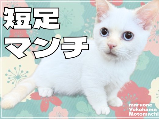 【 マンチカン 】愛らしさ満点！短足マンチカンが横浜元町店に登場！