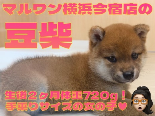 【 豆柴 】生後2ヶ月体重720gの手乗りサイズ！超丸顔のフレンドリーな女の子！
