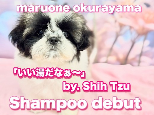 【 シーズー 】この可愛さは癖になる！お手入れ方法はしっかりとサポートします！