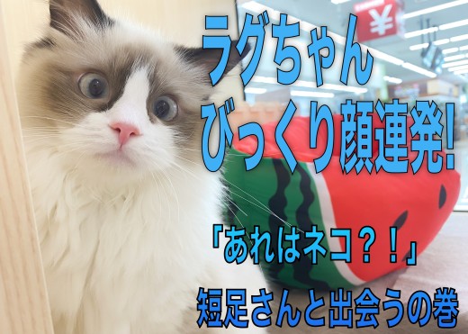 【 ラグドール 】びっくり顔連発！！短足マンチちゃんと出会うの巻！