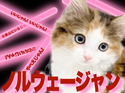 【 ノルウェージャンフォレストキャット 】美しい森の妖精が大倉山にいるじゃん！！