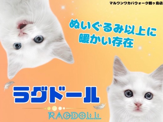 【 ラグドール 】気品溢れるブルーアイ実は甘えんぼな王子様