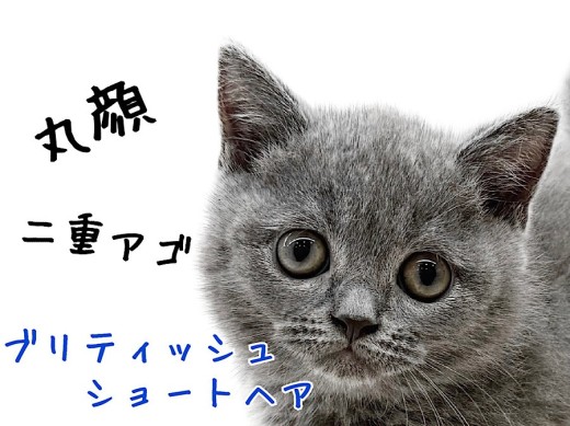 【 ブリティッシュショートヘア 】甘えんBOYな丸顔にゃんこ