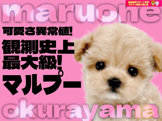 【 MIX 】アプリコットカラーの「可愛いの黄金比」を持つパーフェクトマルプー！