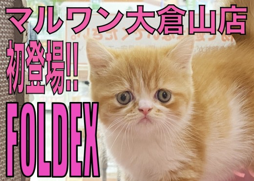 【 フォールデックス 】ぺちゃ顔好きは急げっ！レア猫種が大倉山店初登場！