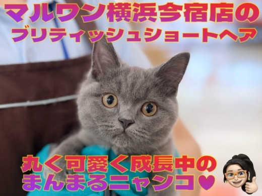 【 ブリティッシュショートヘア 】丸く可愛く成長中の無防備な男の子！最新動画付き