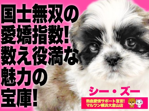 【 シーズー 】個性的なカラーリング！！永遠のバブ顔の癒やシーズーが仲間入り！