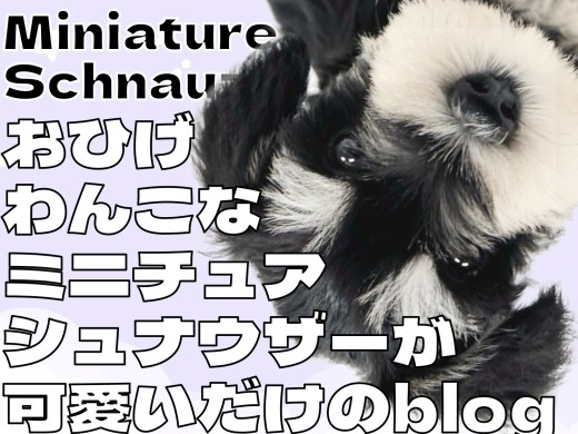 【 ミニチュアシュナウザー 】おひげのわんこなシュナちゃんが可愛いだけのBLOG