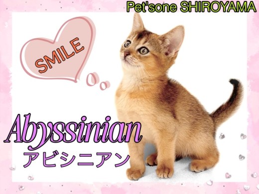 【 アビシニアン 】パパはチャンピオン!笑顔が魅力のアビちゃん