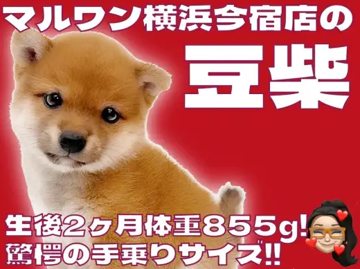 【 豆柴 】生後2ヶ月体重855g！白い靴下を履いた赤毛のフレンドリーな女の子！