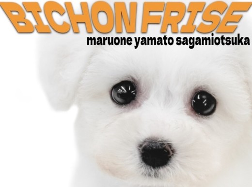 【 ビションフリーゼ 】無邪気でフレンドリー！笑顔をくれる陽気な愛されワンコ！